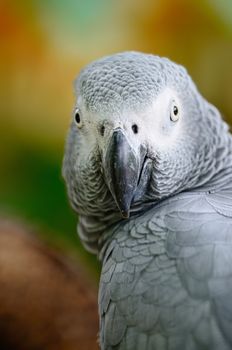 Beautiful grey parrot, African Grey Parrot (Psittacus erithacus), face profile