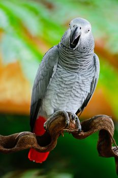 Beautiful grey parrot, African Grey Parrot (Psittacus erithacus), standing on a branch, breast profile