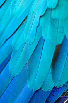 Pattern of Blue and Gold Macaw feathers