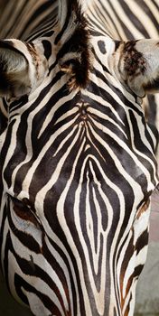 Skin of Common Zebra, Burchell's Zebra