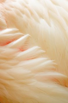 Greater Flamingo (Phoenicopterus roseus) feathers