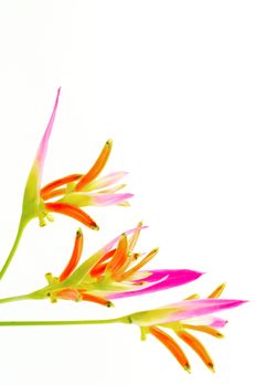 Pink Heliconia flower, Heliconia psittacorum Sassy, tropical flower isolated on a white background