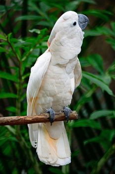 Beautiful pale pink Cockatoo, Mollucan Cockatoo (Cacatua moluccensis), standing on a branch