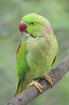 Green Parakeet, a male Alexandrine Parakeet (Psittacula eupatria), standing on a branch