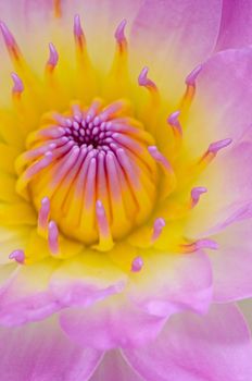 Close up of beautiful pink water lily