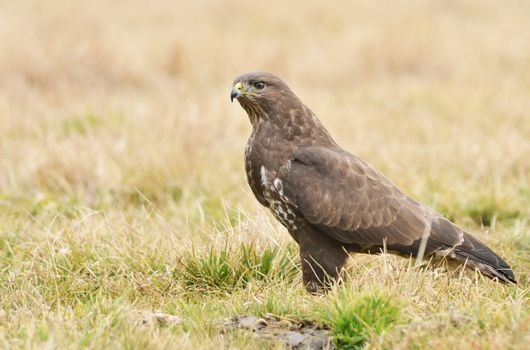 Common buzzard 
