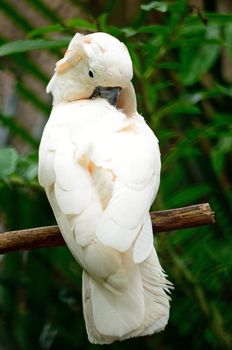 Beautiful pale pink Cockatoo, Mollucan Cockatoo (Cacatua moluccensis), standing on a branch