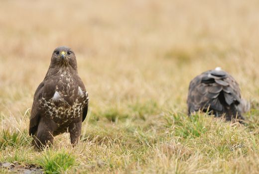 Common buzzard