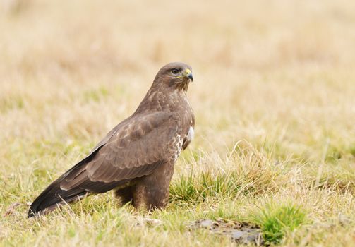 Common buzzard