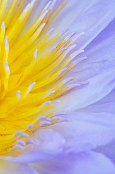 Close up of beautiful purple water lily