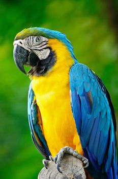 Colorful Blue and Gold Macaw aviary, breast profile