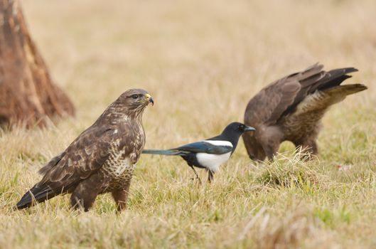 Common buzzard
