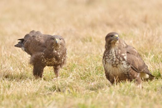 Common buzzard