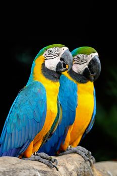 Colorful Blue and Gold Macaw aviary, side profile