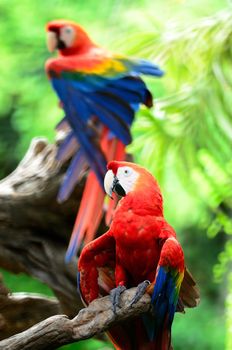 Colorful Scarlet Macaw aviary, face and back profile