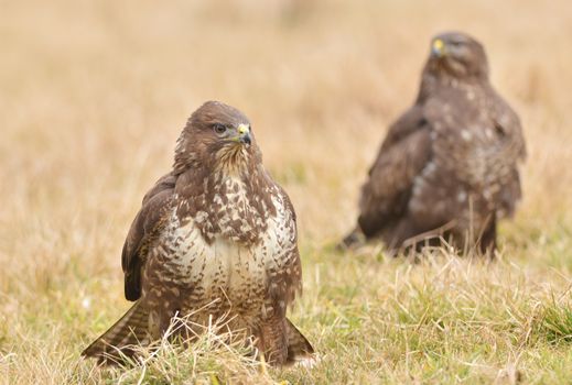 Common buzzard