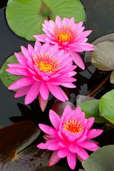 Blooming of beautiful pink waterlily in the pond