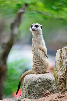 Alert Suricate or Meerkat (Suricata suricatta) on the lookout 