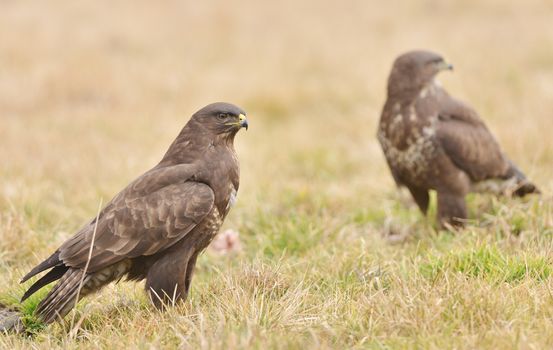Common buzzard