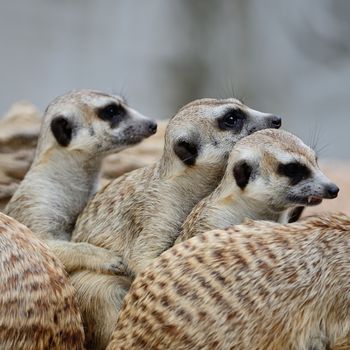 Family of Suricates or Meerkats (Suricata suricatta) in relaxation period 
