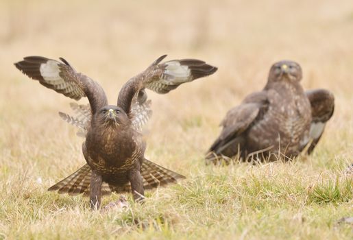 Common buzzard