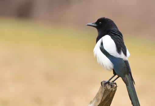magpie bird sitting on the branch
