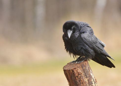 Raven sitting on the branch
