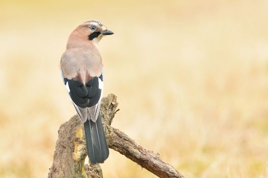 jay bird sitting on the branch