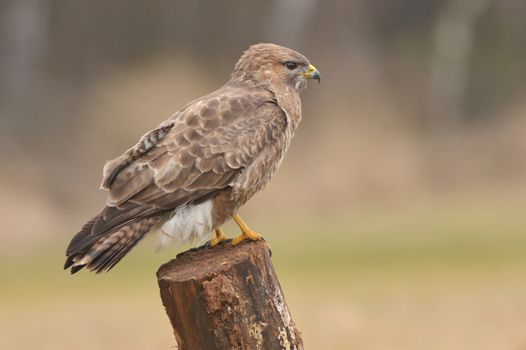 Common buzzard