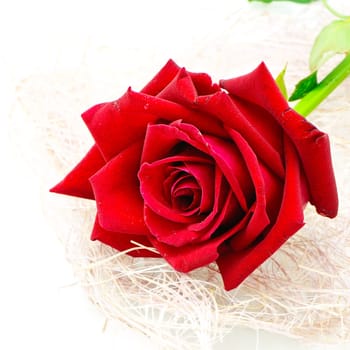 Beautiful red rose isolated on white