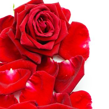 Beautiful red rose isolated on white