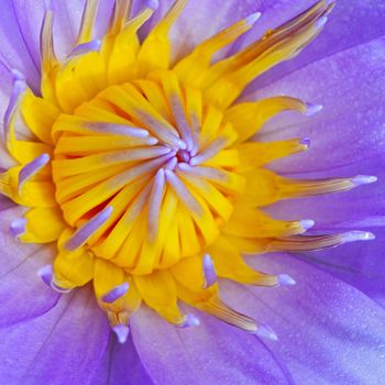 Colorful purple waterlily pattern in closeup 