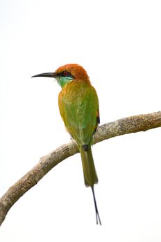 Beautiful Little Green Bee-eater bird (Merops orientalis), resting on a perch, back profile, isolated on a white background