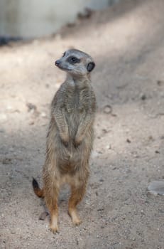 Suriсat (Suricata suricatta)