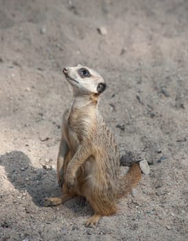 Suriсat (Suricata suricatta)