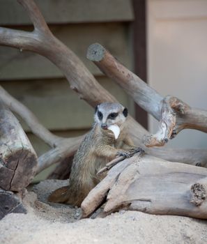 Suriсat (Suricata suricatta)