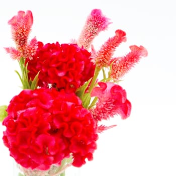 Red flower, Cockscomb or Chinese Wool Flower (Celosia argentea), isolated on a white background