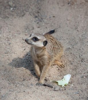 Suriсat (Suricata suricatta)