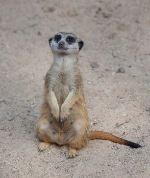 Suriсat (Suricata suricatta)