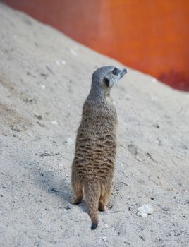 Suriсat (Suricata suricatta)