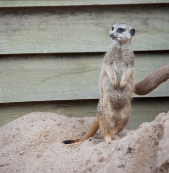 Suriсat (Suricata suricatta)