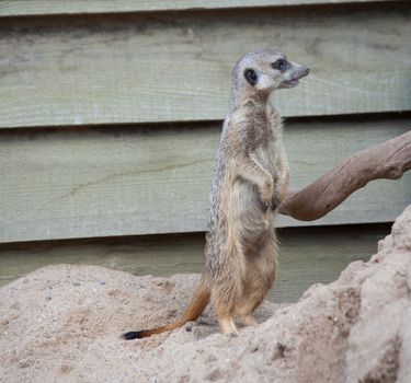 Suriсat (Suricata suricatta)
