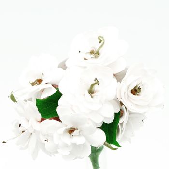 Blossom of white flower, Glory Bower (Clerodendrum chinense), isolated on a white background