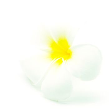 White and yellow fragrant flower, Plumeria or frangipani, isolated on a white background