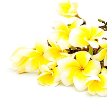 Yellow fragrant flower, Plumeria or frangipani, isolated on a white background