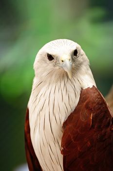 Brahminy Kite (Haliastur indus), face profile