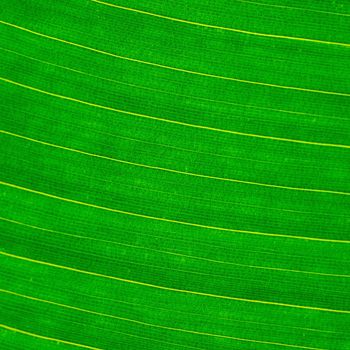 Green leaf abstract background texture