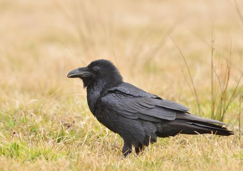 Raven sitting on the ground