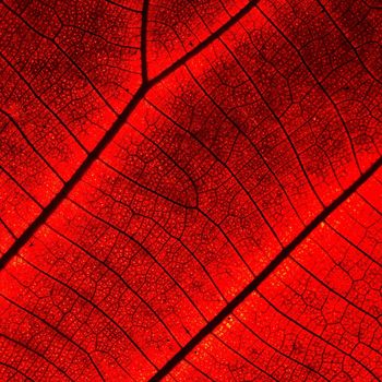 Red leaf abstract background texture