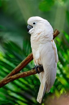 Beautiful pale pink Cockatoo, Moluccan or Seram Cockatoo (Cacatua moluccensis), standing on a branch